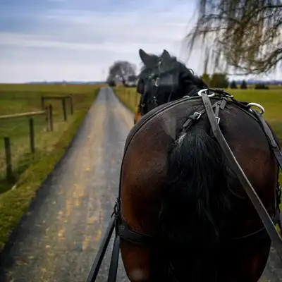 A horse drawn carriage traveling down the road.