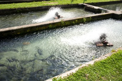 Two people are riding water skis in a pond.