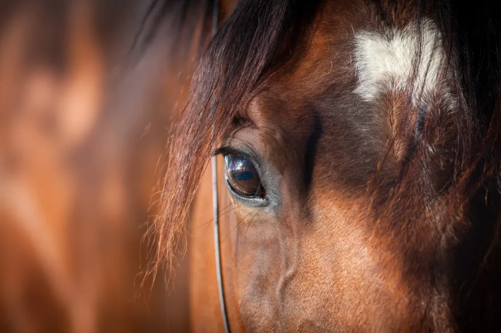 A close up of the eye of a horse