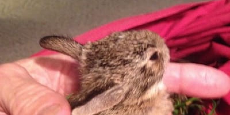 A person holding an animal in their hand.