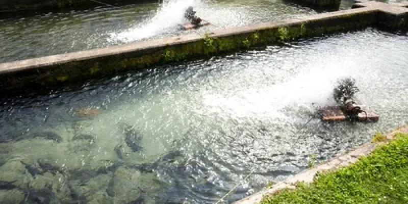 Two people are riding water skis in a pond.