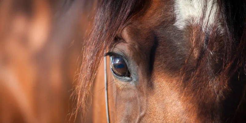 A close up of the eye of a horse