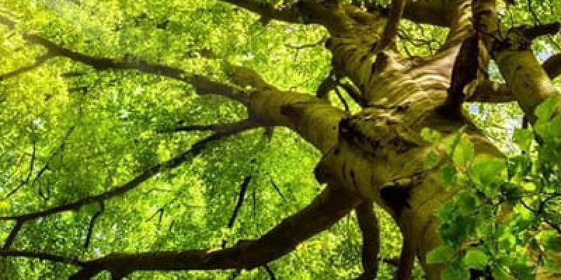 A tree with green leaves and branches in the sun.