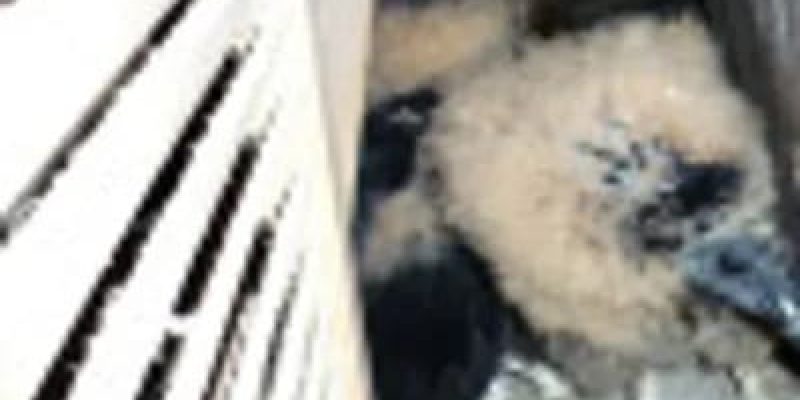 A couple of animals that are laying down in the dirt.